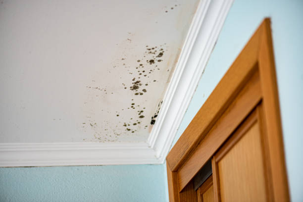 Best Crawl Space Mold Removal  in Rockledge, PA
