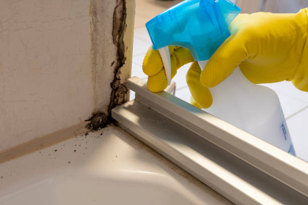 Best Commercial Mold Removal  in Rockledge, PA