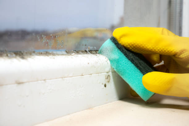Best Crawl Space Mold Removal  in Rockledge, PA